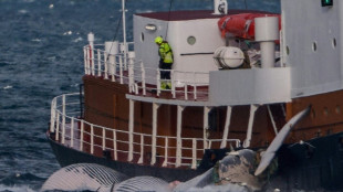 Islândia suspende caça às baleias
