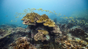 Climat: les coraux quasi certainement condamnés, selon une étude