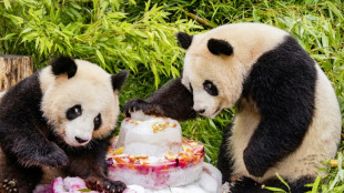 Berliner Pandas Pit und Paule wohlbehalten in China gelandet