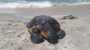 Con il mare caldo aumentano i nidi di Caretta caretta in Italia