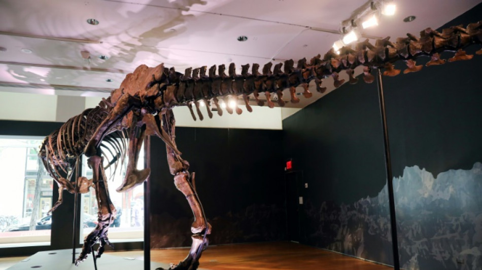 Christie's no subastar&aacute; un esqueleto de Tyrannosaurus rex en Hong Kong