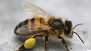 Investigadores colombianos patentan fórmula para proteger a las abejas de los insecticidas