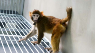 Premier clonage réussi d'un singe rhésus