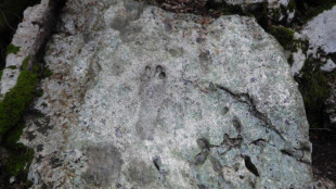 Scoperte in Ogliastra tracce fossili di dinosauri