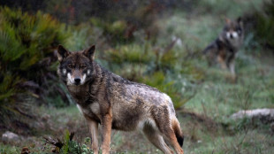 Los eurodiputados redujeron el estatuto de protecci&oacute;n a los lobos