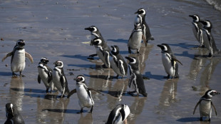 Condenan a un ganadero por la matanza de cientos de ping&uuml;inos en Argentina
