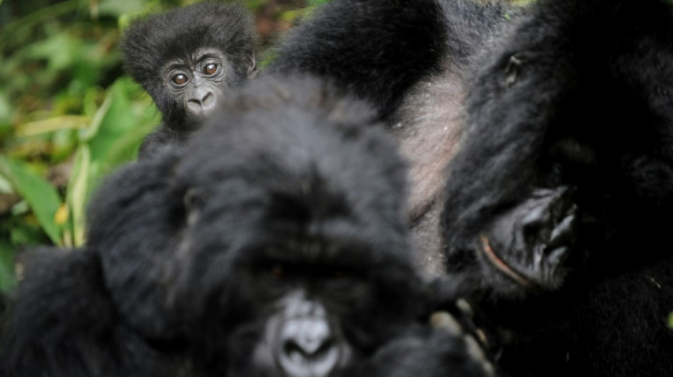 RDC : deux nouveaux bébés gorilles identifiés dans les Virunga