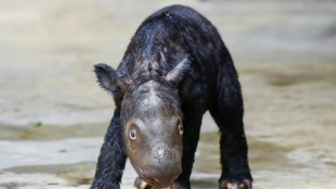 Bedrohtes Sumatra-Nashorn bringt in Indonesien Jungtier zur Welt