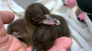 New Zealand probes mystery illness killing rare penguins