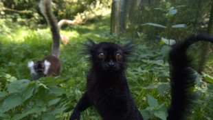 Machos alfa são raros entre os primatas, afirma estudo