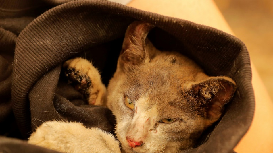 Un hospital de campa&ntilde;a asiste a los animales heridos en los incendios de Chile