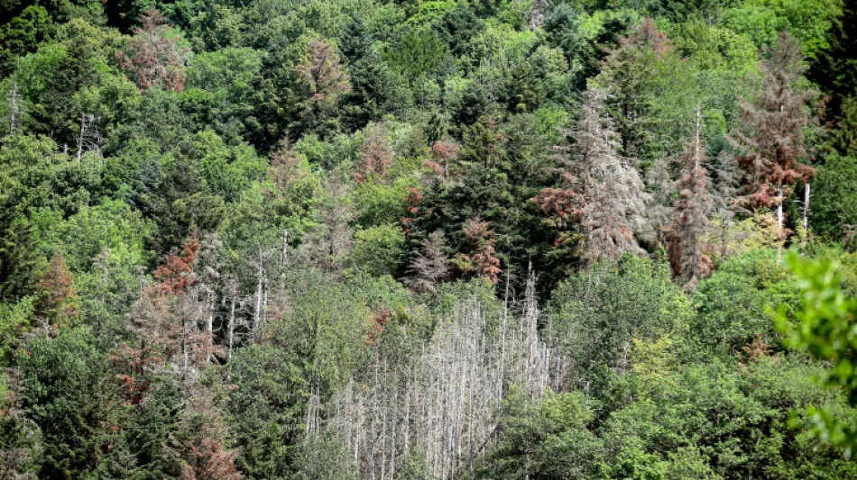 France: une large part des for&ecirc;ts de montagne et de Corse menac&eacute;es par le changement climatique (UICN)
