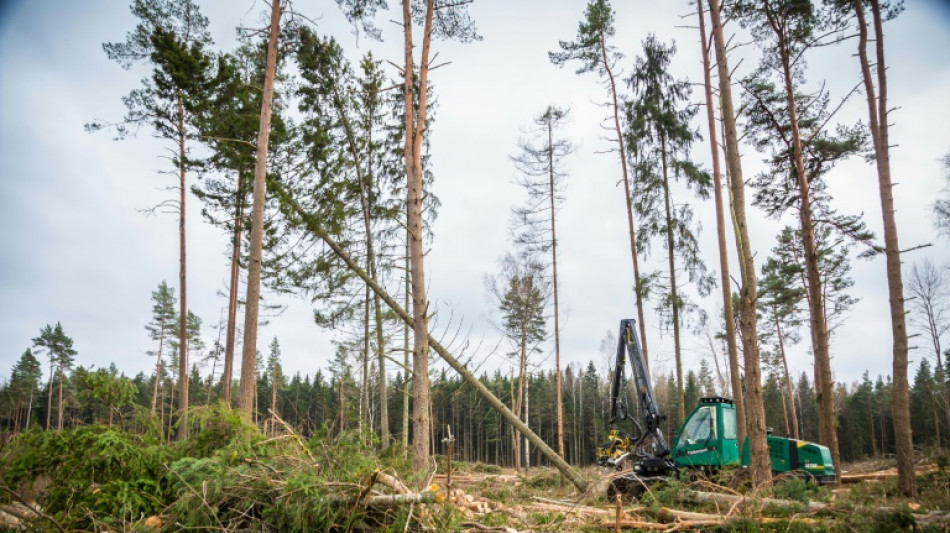 Waldbesitzer warnen nach Stürmen vor Spaziergang im Wald: "Lebensgefahr"