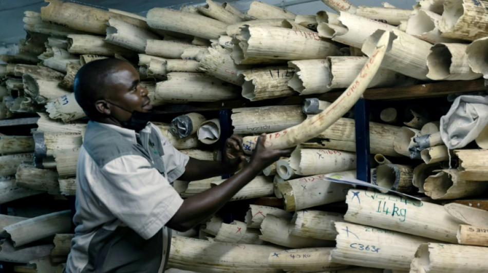 Le Zimbabwe demande le soutien des Européens pour la vente de son stock d'ivoire