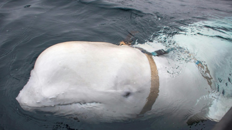 Beluga 'espi&atilde;' da R&uacute;ssia, encontrada morta na Noruega, foi abatida intencionalmente