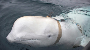 Beluga 'espi&atilde;' da R&uacute;ssia, encontrada morta na Noruega, foi abatida intencionalmente