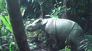Avistan una cría del amenazado rinoceronte de Java en Indonesia