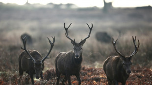 Rothirsch ist Wildtier des Jahres 2026