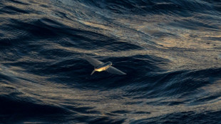 Minera&ccedil;&atilde;o submarina: cada vez mais pr&oacute;xima, apesar de cr&iacute;ticas crescentes