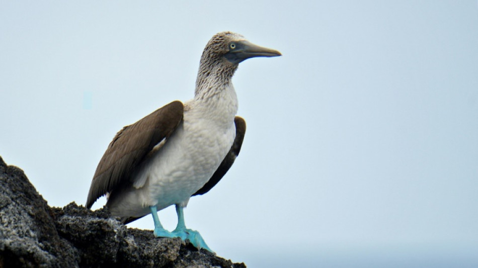 Ecuador activa plan para proteger aves de Gal&aacute;pagos ante influenza aviar