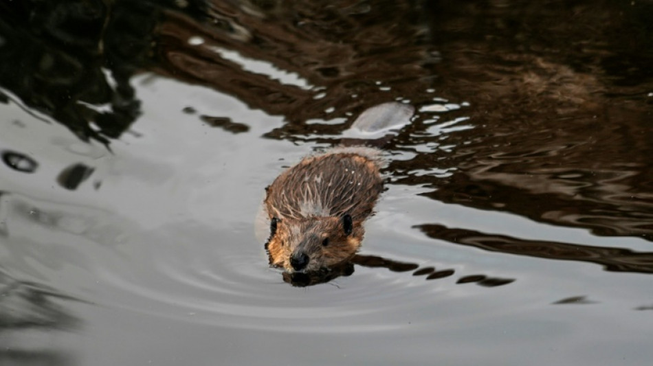 Menschen vor 400.000 Jahren jagten systematisch Biber - und nicht nur Gro&szlig;wild