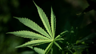 Nordrhein-Westfalen: Ermittler finden illegale Cannabisplantage - eine Festnahme