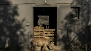 Afrique du Sud: un nouveau sanctuaire pour b&eacute;b&eacute;s rhinos, priv&eacute;s de mamans