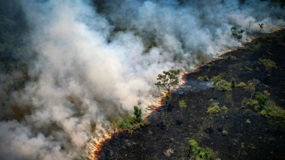 Durch Br&auml;nde verw&uuml;stete Fl&auml;che in Brasilien hat sich im November fast verdoppelt