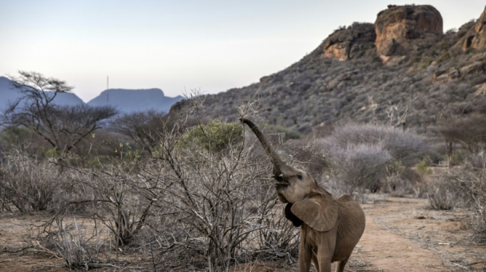 Hunderte Elefanten, Gnus und Zebras wegen schwerer D&uuml;rre in Kenia verendet