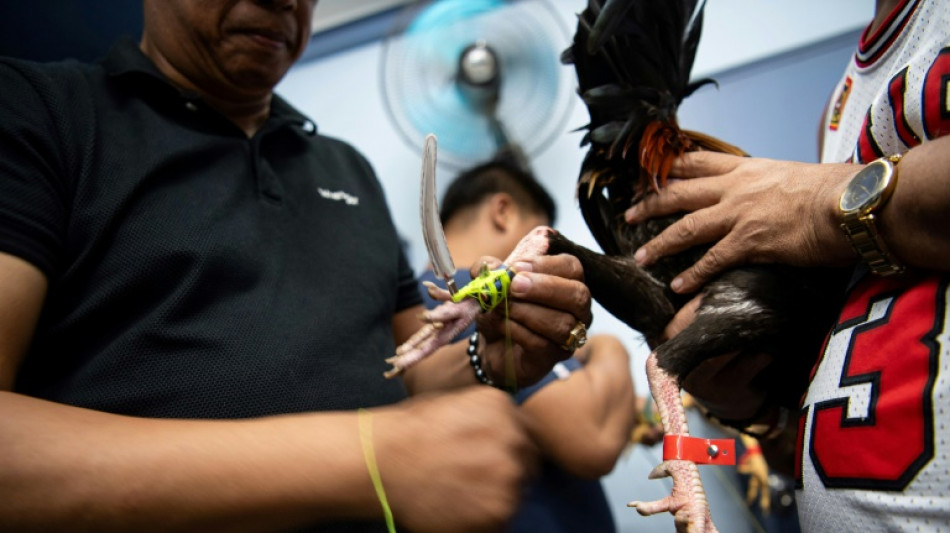 Aux Philippines: le march&eacute; du combat de coqs en ligne continue de prosp&eacute;rer, malgr&eacute; son interdiction
