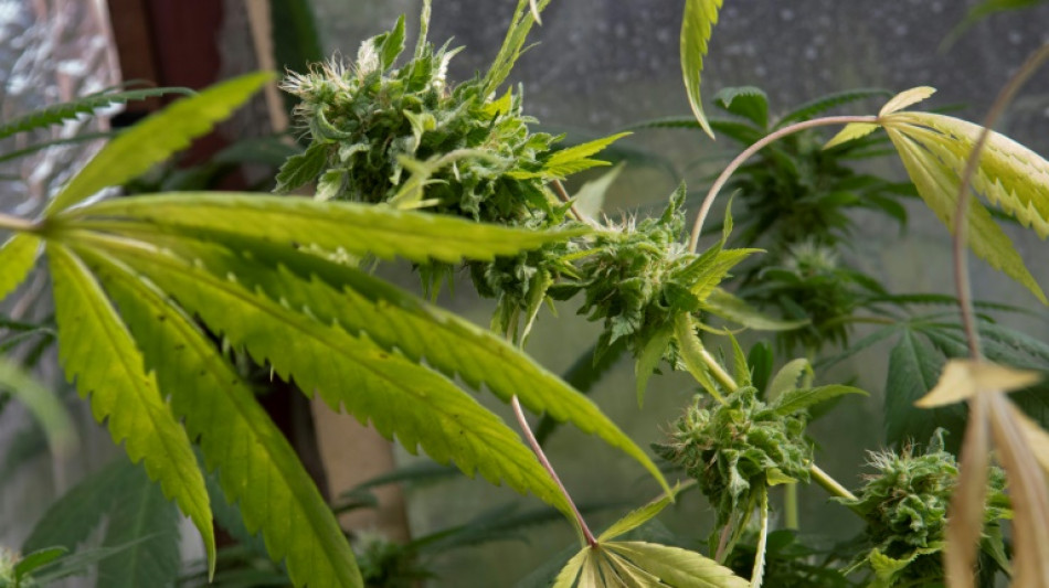 Barmer-Analyse: Cannabis auf Rezept weniger nachgefragt