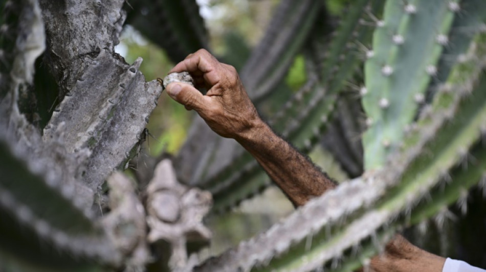 Agroecologia, uma arma contra a desertifica&ccedil;&atilde;o na Caatinga