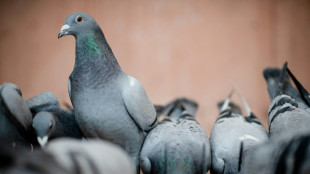 Kein Recht auf Mietminderung wegen Taubenkot auf Balkon