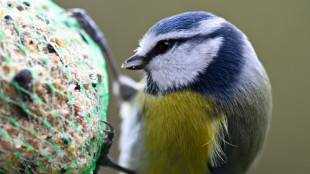 Umweltschützer rufen ab Donnerstag wieder zu Zählung von Gartenvögeln auf