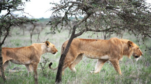 Comment une fourmi invasive a poussé les lions à modifier leur régime alimentaire