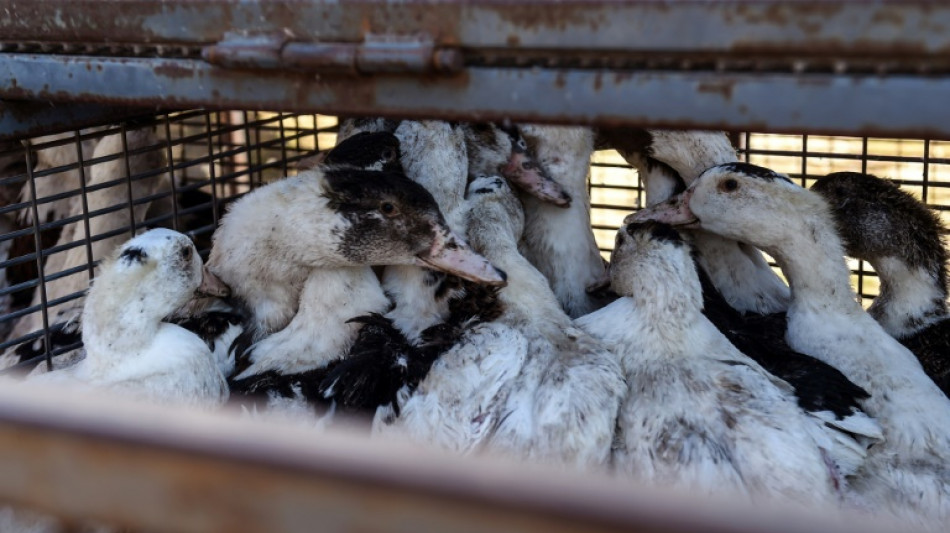 Grippe aviaire: 2,9 millions de volailles abattues depuis le d&eacute;but de la crise