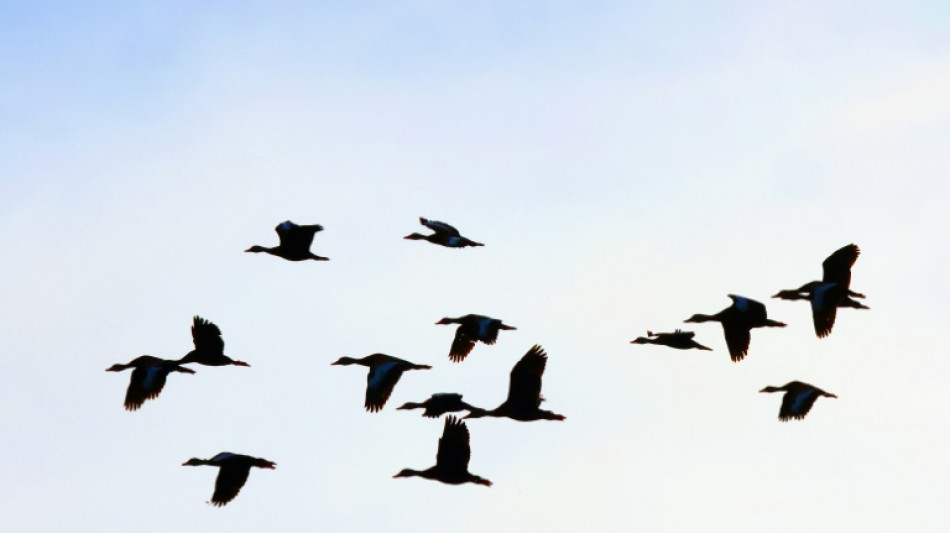 Los patos contaminados con mercurio tienen m&aacute;s probabilidad de contraer gripe aviaria, dice estudio