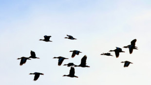 Los patos contaminados con mercurio tienen m&aacute;s probabilidad de contraer gripe aviaria, dice estudio
