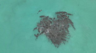 Alle 97 Grindwale nach Massenstrandung an Westaustraliens Küste tot
