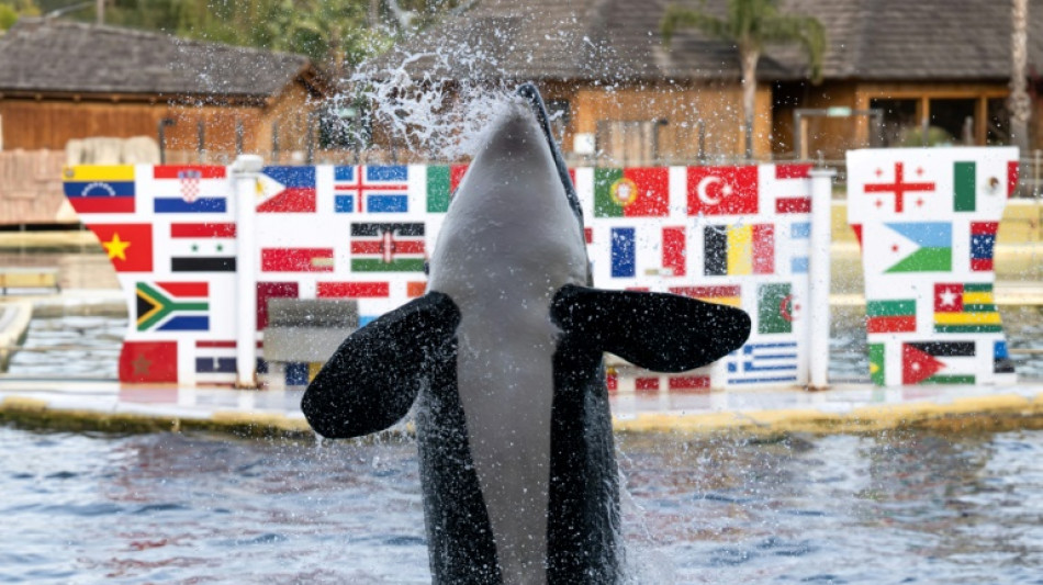 Un parque en Espa&ntilde;a afirma cumplir las normas para acoger a las orcas de Francia