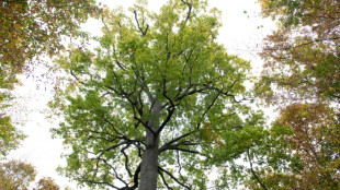 "Compter sur les survivants": un chercheur raconte comment le ch&ecirc;ne s'adapte au climat