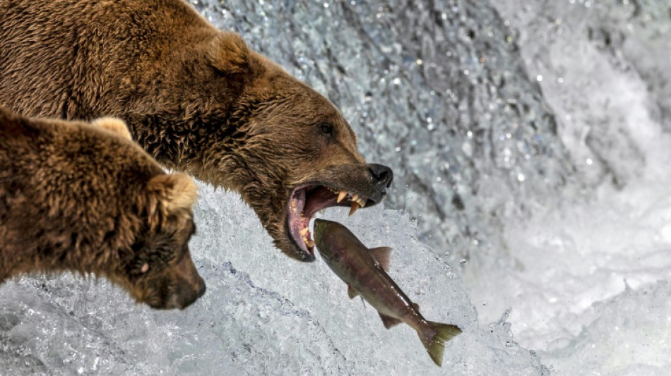 Comienza la votaci&oacute;n en la Semana Anual del Oso Gordo de Alaska
