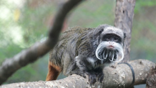 Offenbar zwei Kaiserschnurrbarttamarine aus Zoo von Dallas gestohlen