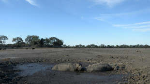 Frente a la muerte, los animales tienen reacciones "muy complejas"