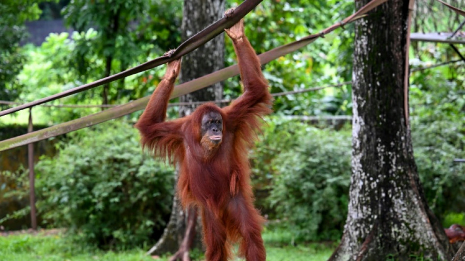 Malaysia r&uuml;ckt ab von Orang-Utan-Diplomatie: Adoptionsm&ouml;glichkeit statt Geschenk