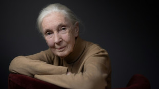 Biodiversit&eacute;: la primatologue Jane Goodall appelle la COP16 &agrave; "l'action"