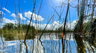 US-Regierung investiert eine Milliarde Dollar in Erhalt der Everglades