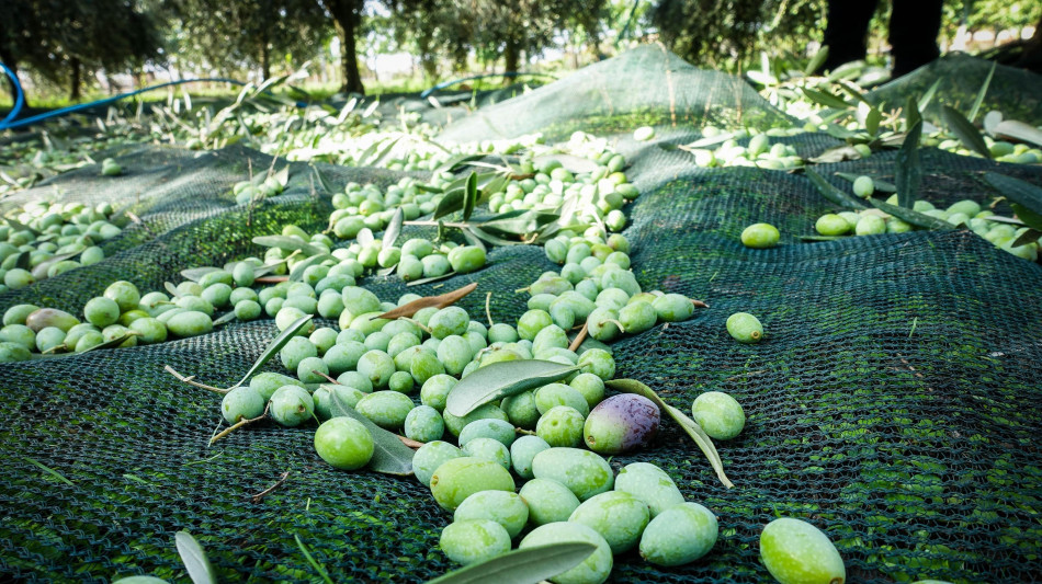Tumori, il consumo regolare d'olio d'oliva riduce la mortalit&agrave;