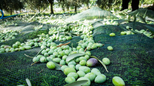 Tumori, il consumo regolare d'olio d'oliva riduce la mortalit&agrave;