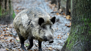 Autofahrer setzt sich in Bayern nach Unfall auf verletztes Wildschwein